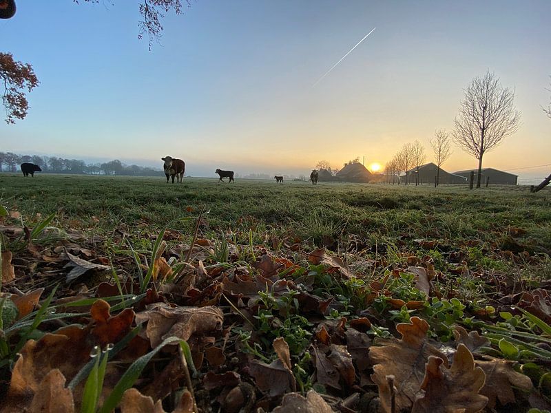 Kühe in der Morgensonne von Vivian Kolkman