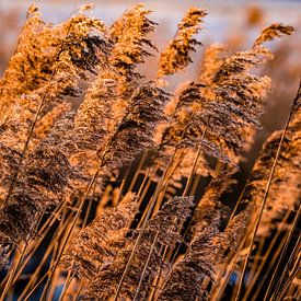 Riet bij zonsopgang van Carina Calis