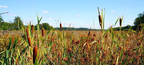 Moeras met fakkels in Drenthe