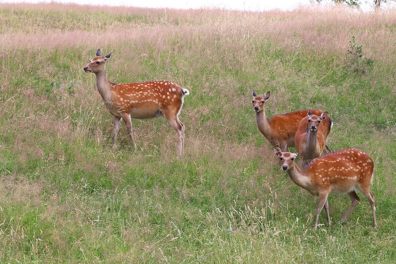 Fallow deer by Heike Hultsch