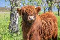 Young Galloway bull by t.ART thumbnail