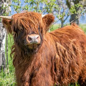 Young Galloway bull by t.ART