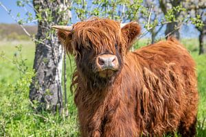 Jeune taureau Galloway