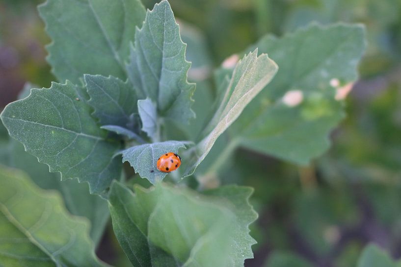 ladybug on a leaf by Rosalie Broerze
