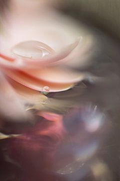 Blume & Wassertropfen von Perspective