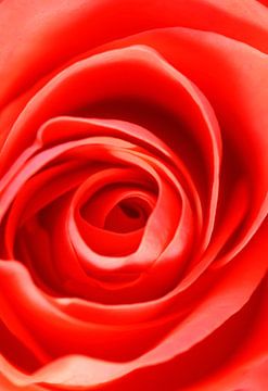 Rode rozenbloesem van Thomas Jäger