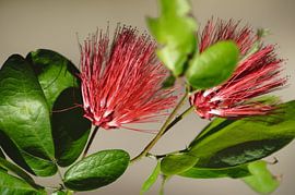 Calliandra emarginata aus Indonesien, Blüte von Janina S.