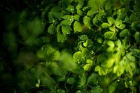 Druppels op groene blaadjes fotoprint