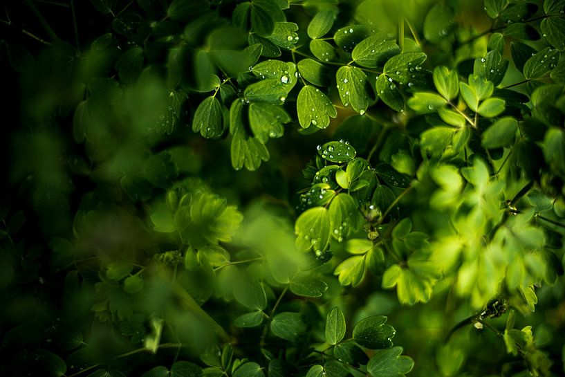 Druppels op groene blaadjes fotoprint van Manja Herrebrugh - Outdoor by Manja