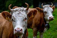 cows in the meadow