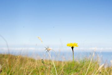 Paardenbloem op een Noorse berg van Rosalie van der Hoff