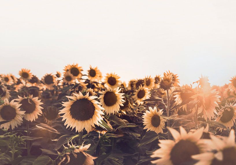 Sonnenblumen von Kathrin Pienaar