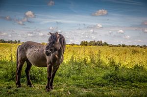 Konik sur Jan Diepeveen