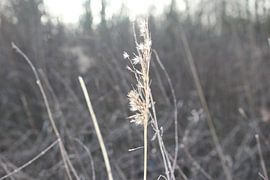 decembergras van jessica beek