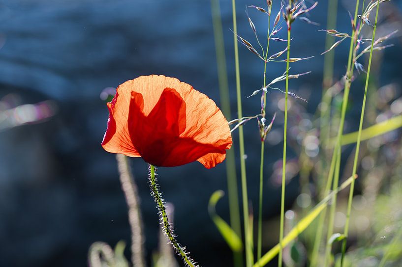 Poppy in backlight by Kurt Krause