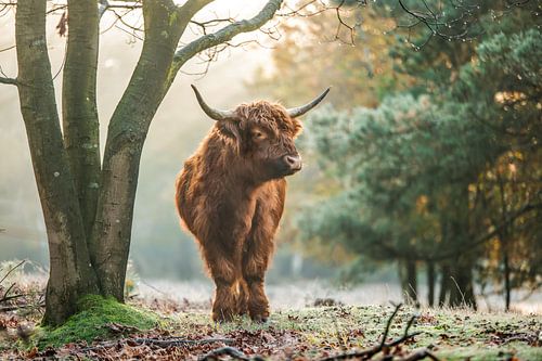 Scottish Highlander