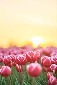 Felder mit blühenden roten Tulpen bei Sonnenuntergang in Holland