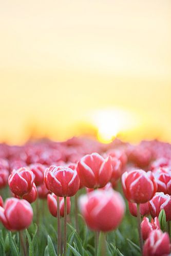 Champs de tulipes rouges en fleurs au coucher du soleil en Hollande.