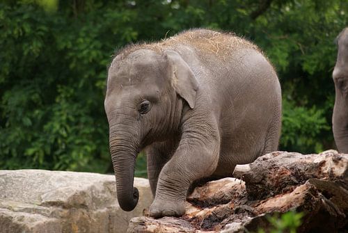 Aziatische olifant jong