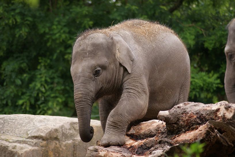 Aziatische olifant jong by Ronald en Bart van Berkel