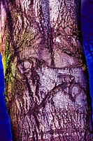 Baum in abstrakter Form