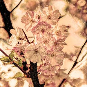 Digital Art Medium Flowers Plants Blossom