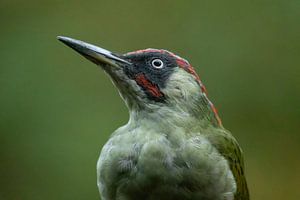Pic vert mâle