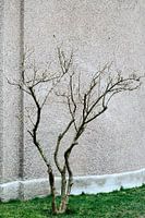 Einsamer Baum