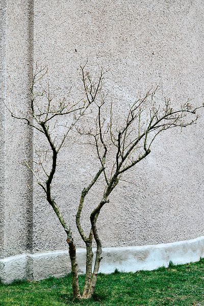 Arbre solitaire par Christian Thiele