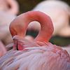 Close up van Flamingo van Karin Bazuin