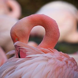 Close up van Flamingo van Karin Bazuin