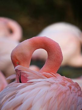 Close up van Flamingo van Karin Bazuin