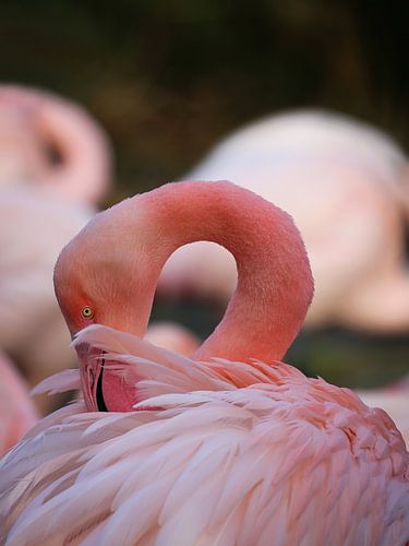 Gros plan de Flamingo sur Karin Bazuin