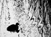coot art van Annemieke van der Wiel thumbnail