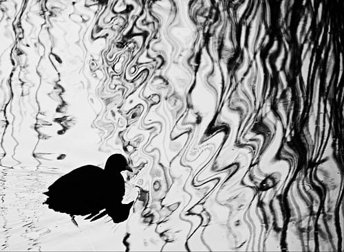 coot art