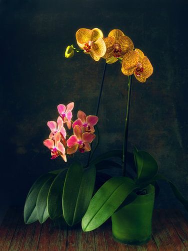 still life with a blooming orchid