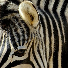 Close-up Zebra: zwart wit gestreept van Margreet van der Voort