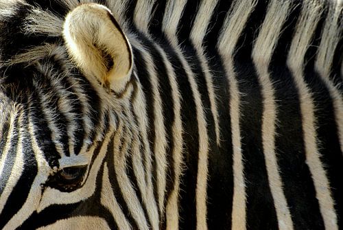 Close-up Zebra: zwart wit gestreept