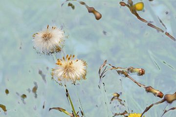 Meadowflower. Fantasy. by Alie Ekkelenkamp