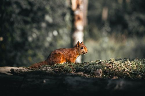 Squirrel in the moss