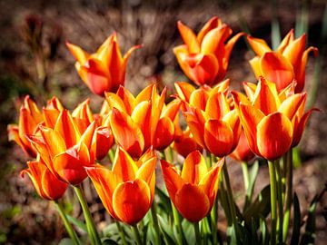 Tulpen von Rob Boon