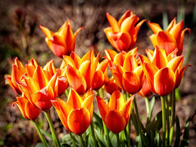 Tulips by Rob Boon