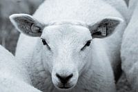 schaap in het zwart-wit