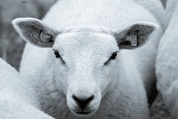 Schafe von Eugenlens