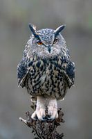 Eagle owl on a pollard willow.