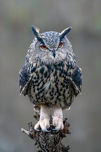 Uhu auf einer Kopfweide.