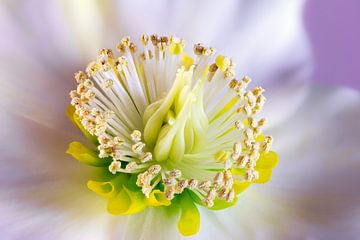 Makro einer Christrosen Blüte von ManfredFotos