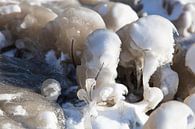 Eisblumen von Johan Zwarthoed Miniaturansicht