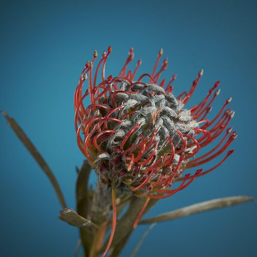 Leucospermum