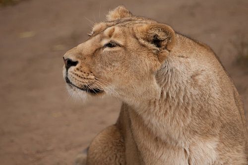 half-profile portrait, questioningly dangerous. Lioness female is a large predatory strong and beaut